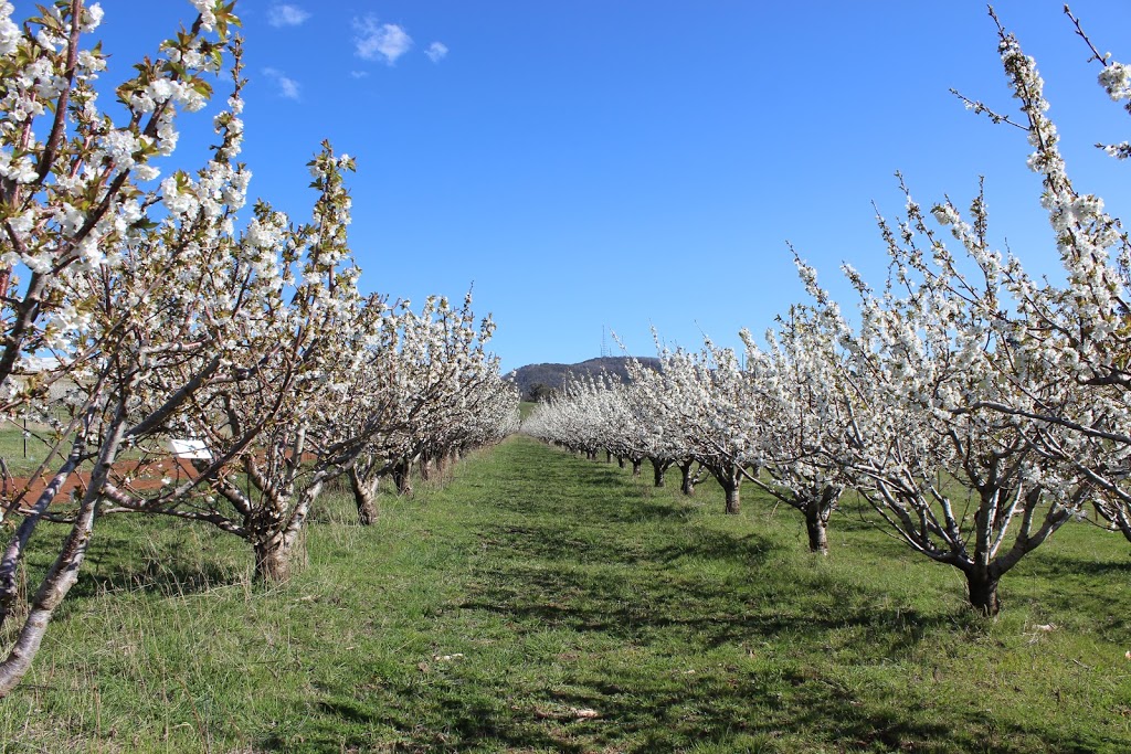 Cantrill Organics | 96 Akhurst Rd, Nashdale NSW 2800, Australia | Phone: 0401 888 745