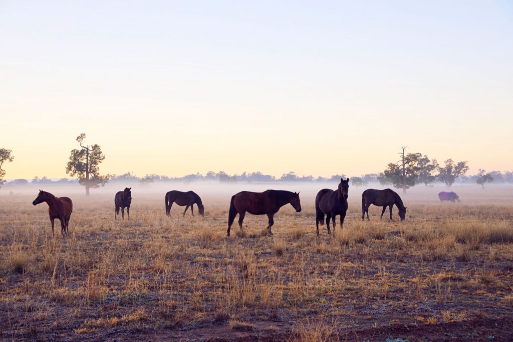 Broadlands Muswellbrook | 9080 New England Hwy, Muswellbrook NSW 2333, Australia | Phone: 1800 951 185