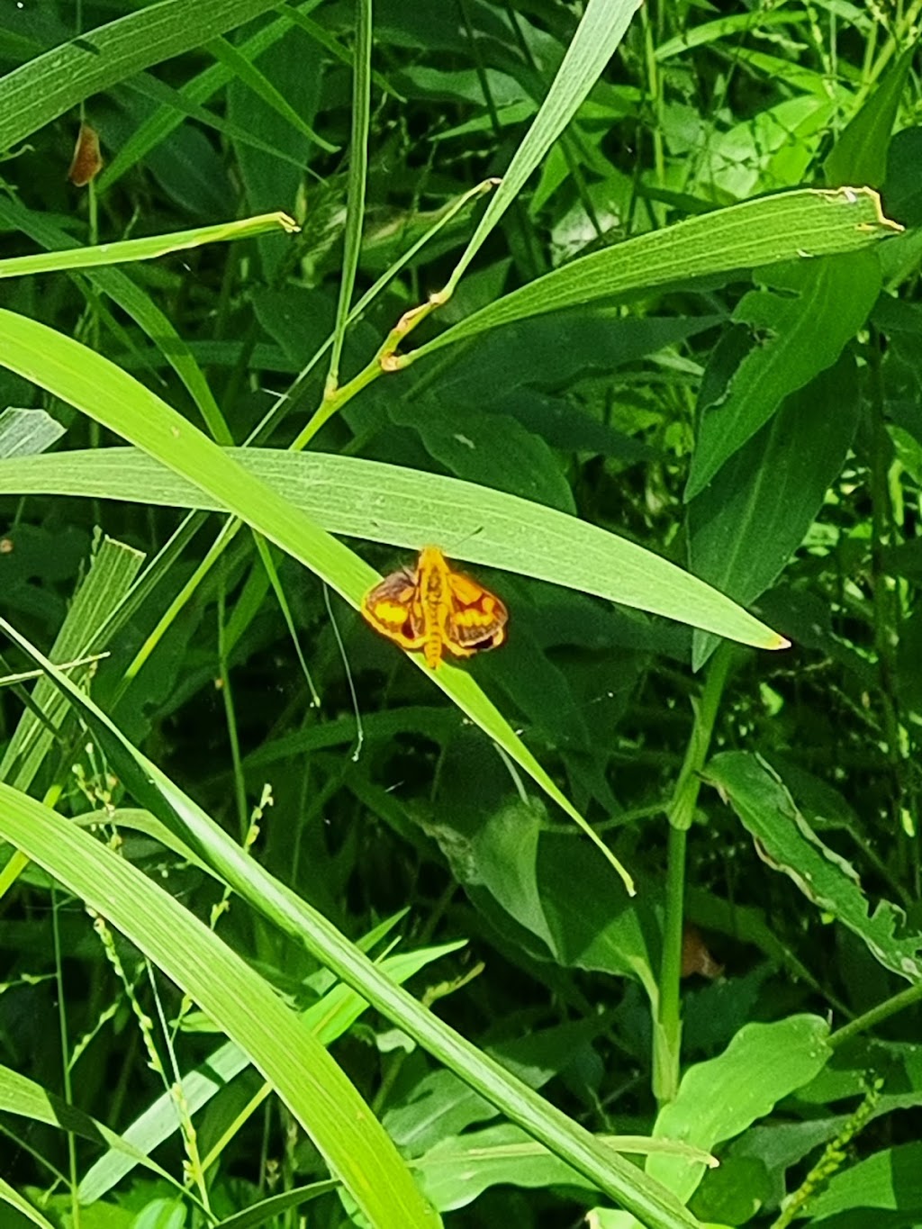 Sanctuary of the Wild | Latina Ave, Seven Hills QLD 4170, Australia | Phone: 0417 616 256