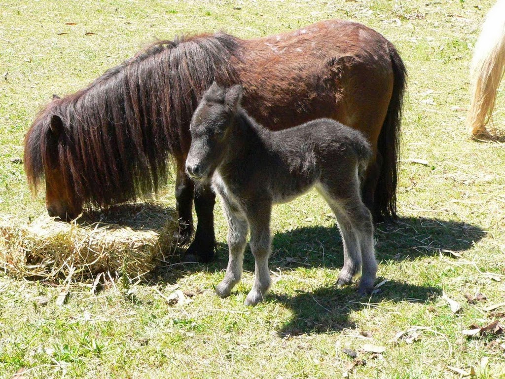 Beltona Miniature Horse & Pony Stud | food | 21 Mulhalls Rd, Macclesfield VIC 3782, Australia | 0422595675 OR +61 422 595 675