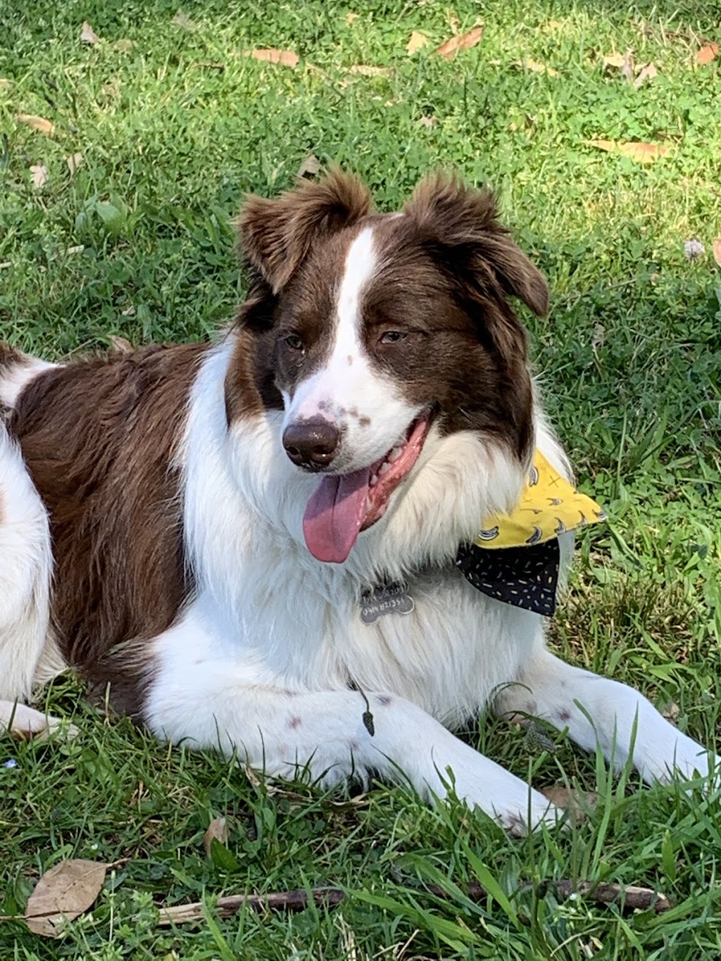 Northern Beaches Pet Care | 7 Foxall St, Elanora Heights NSW 2101, Australia | Phone: 0419 960 096