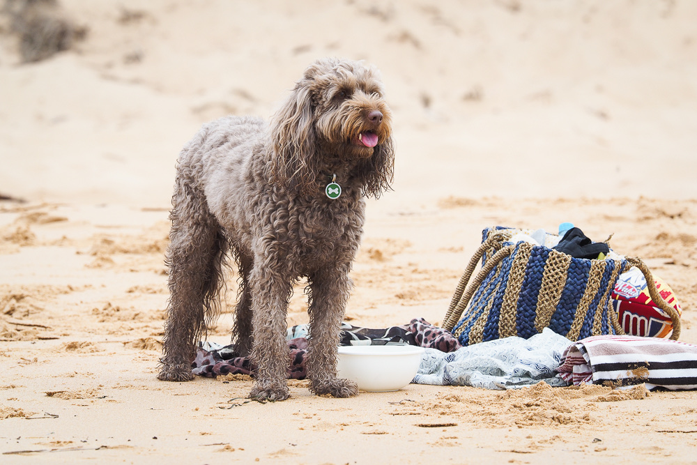 Misty Mountain Australian Labradoodles | 58-60 Siganto St, Tamborine Mountain QLD 4272, Australia | Phone: 0409 813 053