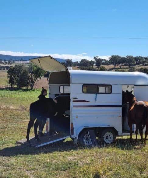 Illawarra Equine Services | Yellow Rock Rd, Yellow Rock Ridge NSW 2527, Australia | Phone: 0481 125 660