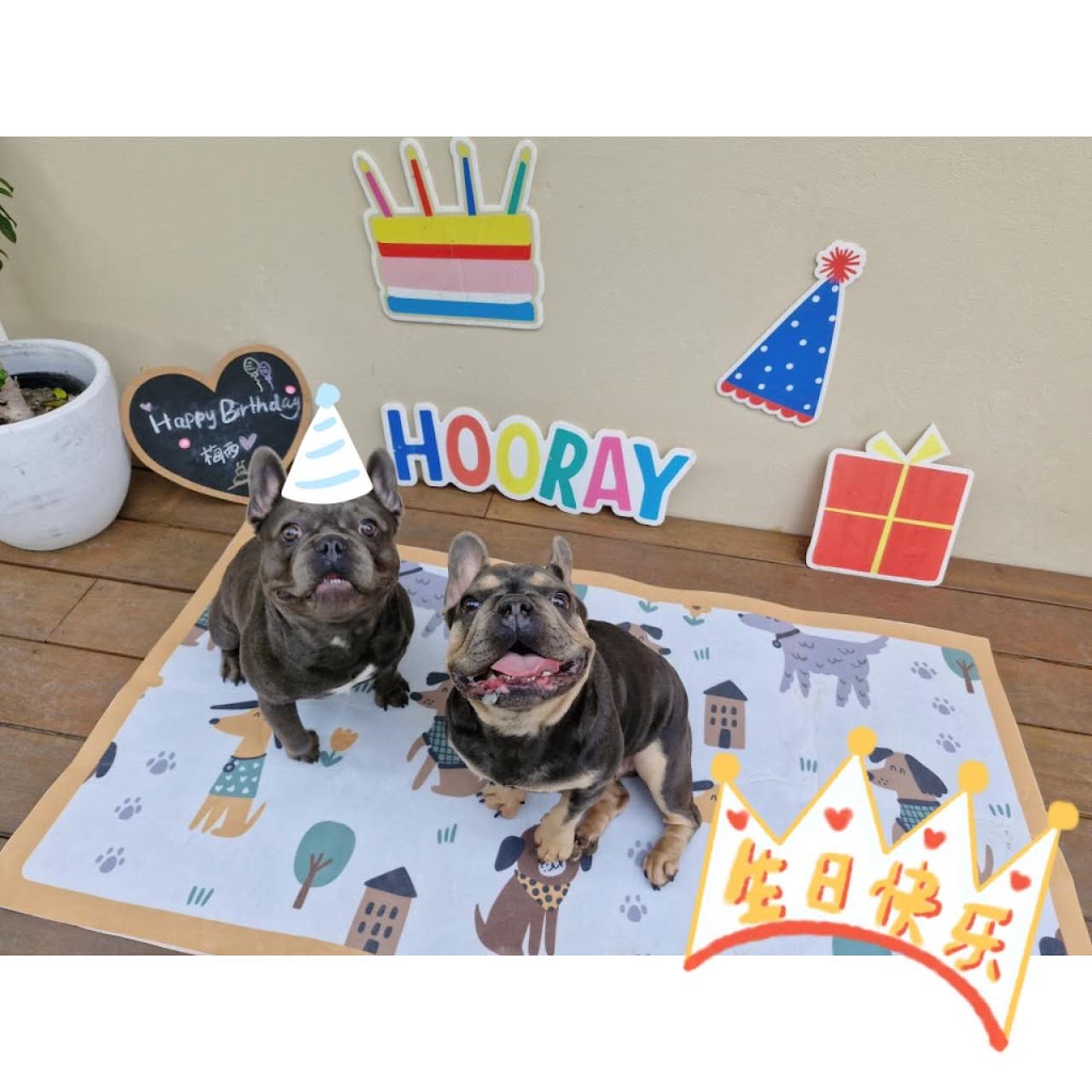 Pawfect Stay | 247 Reynolds Rd, Londonderry NSW 2753, Australia | Phone: 0413 866 896