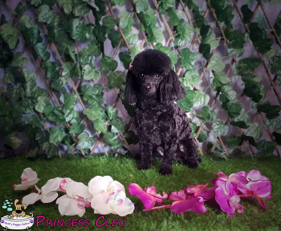 Mells Puppy Palace - Dog Grooming Hervey Bay | pet store | 87 Martin St, Point Vernon QLD 4655, Australia | 0402181586 OR +61 402 181 586