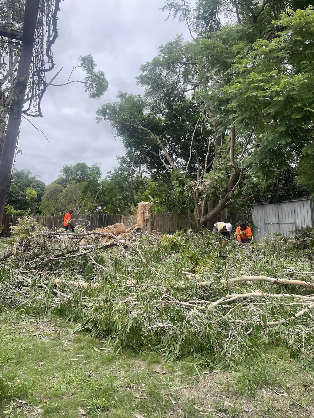 True Vine Tree Works | Lot 1/297 Arthur Summervilles Rd, Karalee QLD 4074, Australia | Phone: 0458 535 287