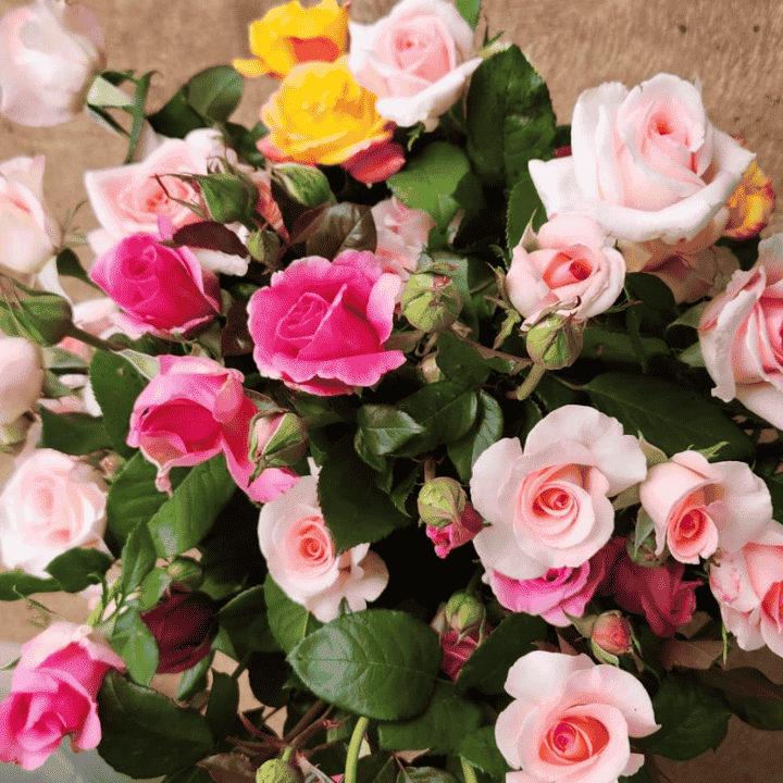 Conerin Farm Flowers Kyneton | 293 Sebastopol Rd, Kyneton VIC 3444, Australia | Phone: 0415 353 403
