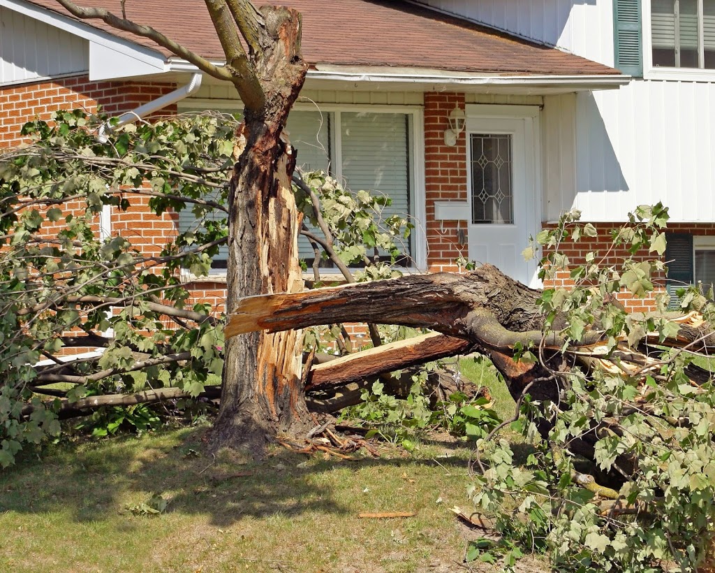 Tree Removal Colebee | Tree Lopping, Tree Trimming, Land Clearing, Arborist, Colebee NSW 2761, Australia | Phone: 0480 024 711