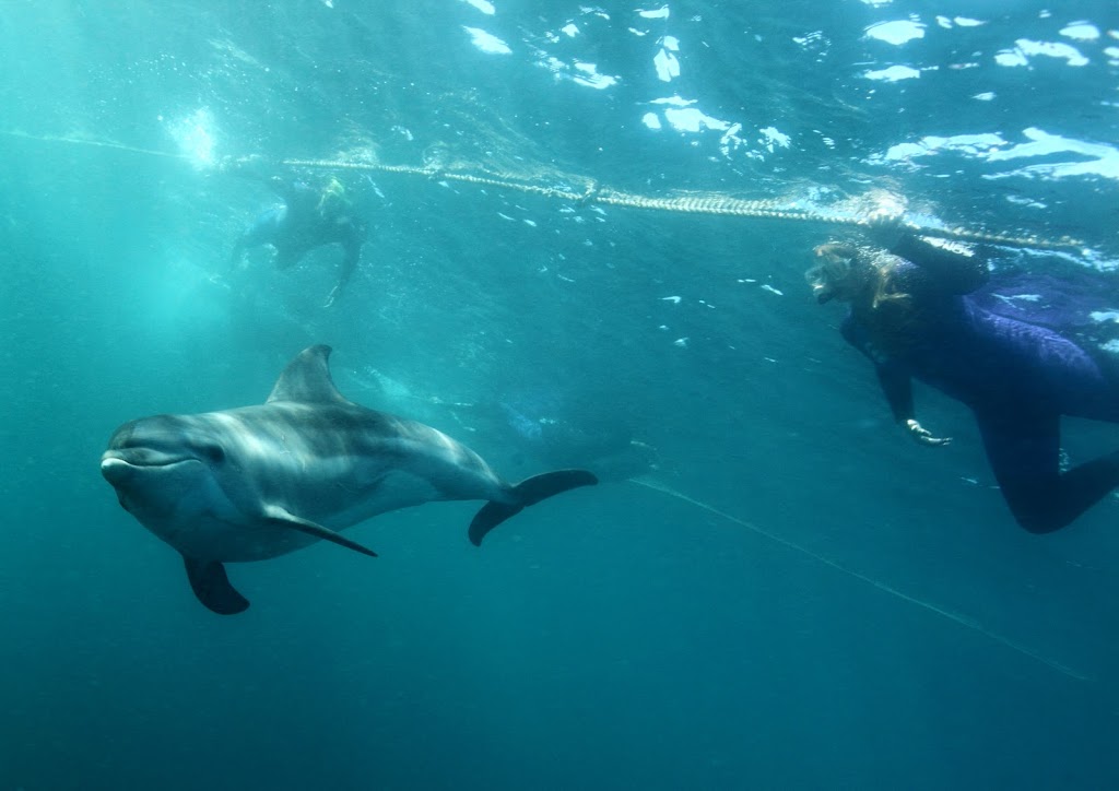Polperro Dolphin Swims | Sorrento Pier, Esplanade, Sorrento VIC 3943, Australia | Phone: (03) 5988 8437