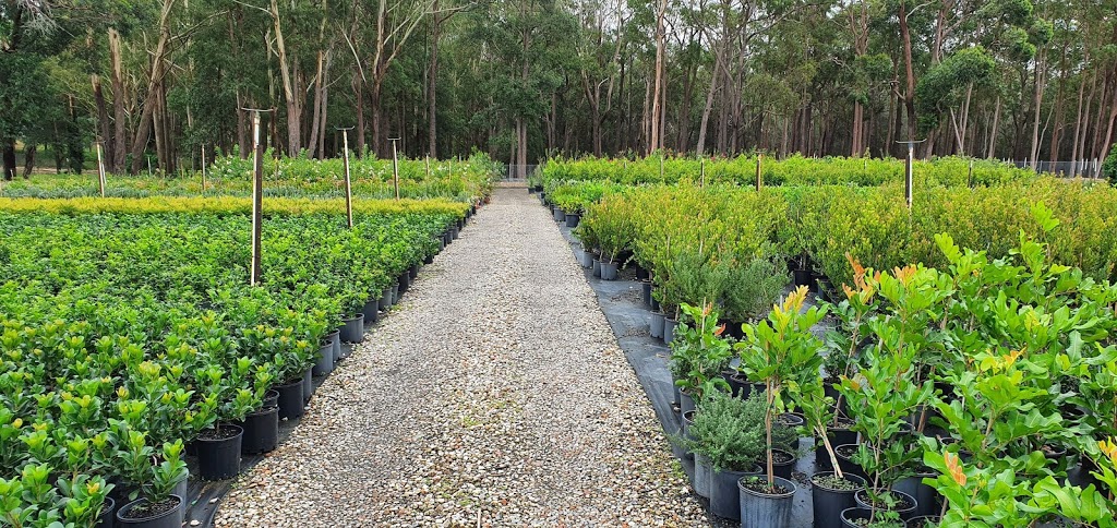 Exotic Nurseries & Landscaping | 676 Old Northern Rd, Dural NSW 2158, Australia | Phone: (02) 9651 2299