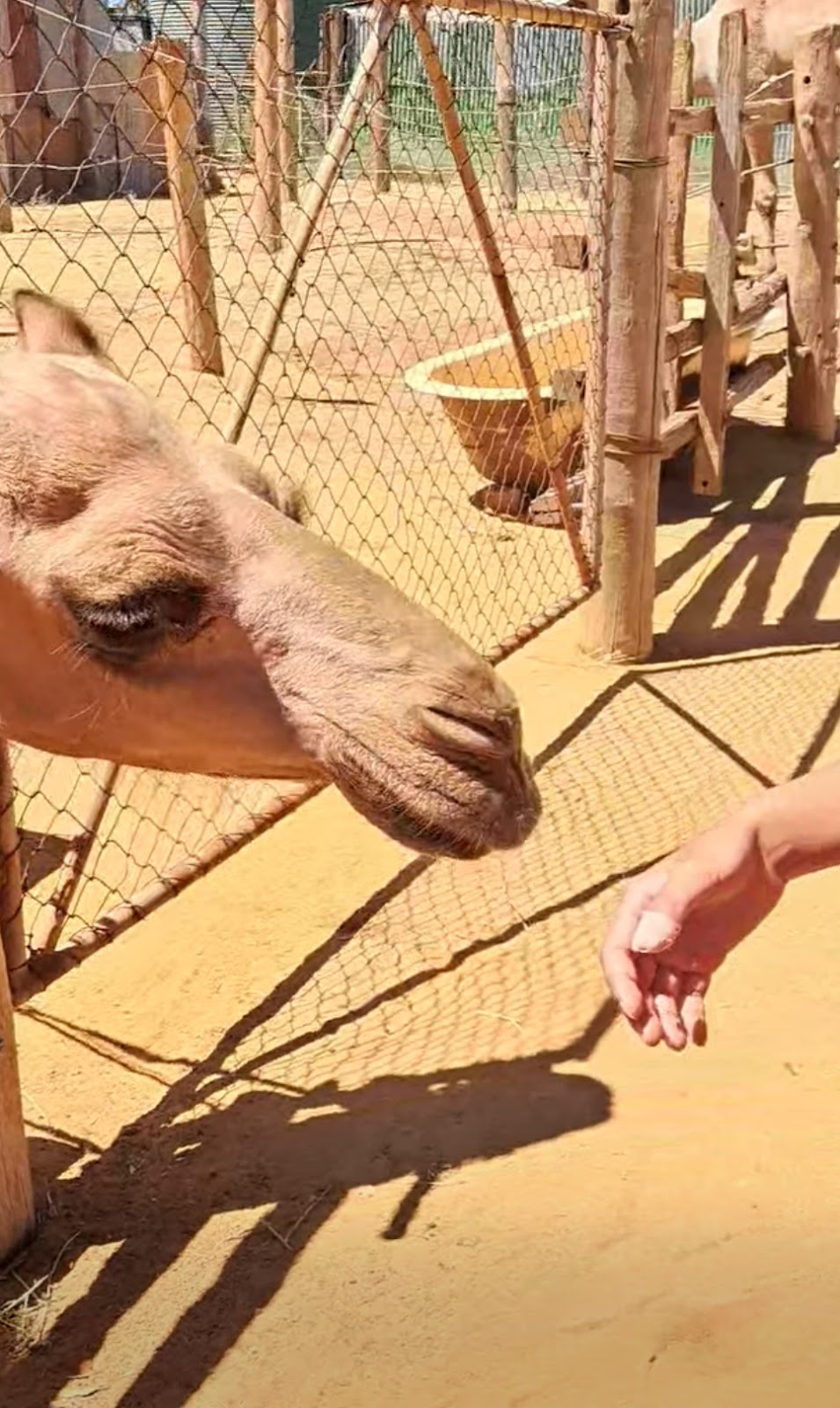 Coolgardie Camel Farm | 24RG+WP, Coolgardie WA 6429, Australia | Phone: (08) 9026 6159