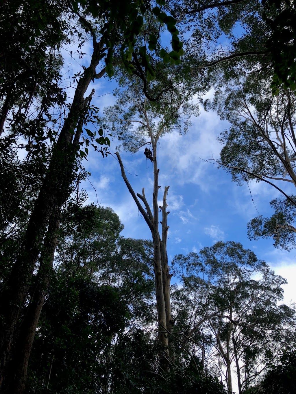 The Gilmours Tree Care |  | 90 Mccaffreys Rd, Hannam Vale NSW 2443, Australia | 0402260942 OR +61 402 260 942