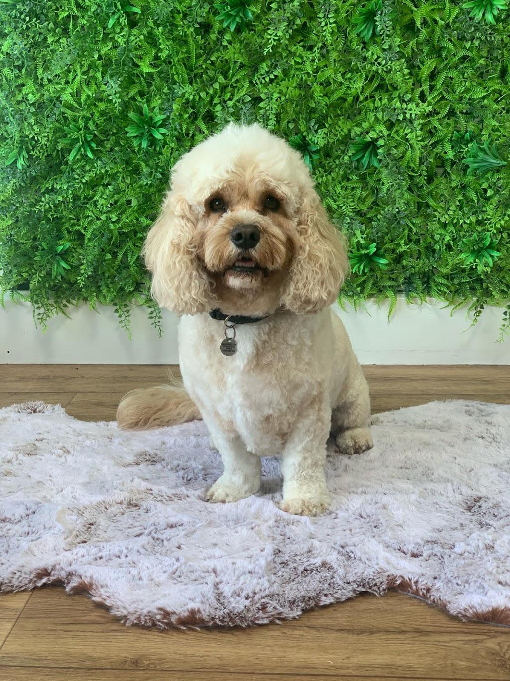 Bubble Barks Grooming Salon | 1/25 Dava Dr, Mornington VIC 3931, Australia | Phone: 0428 320 873