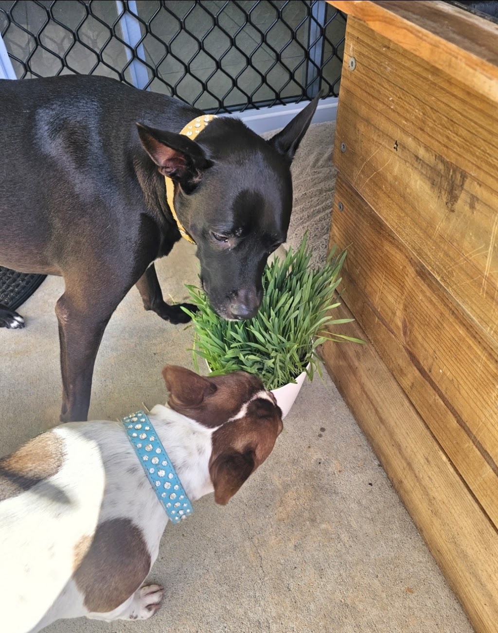 Potting Mad | 43 Fairlane St, Joyner QLD 4500, Australia | Phone: 0415 701 788