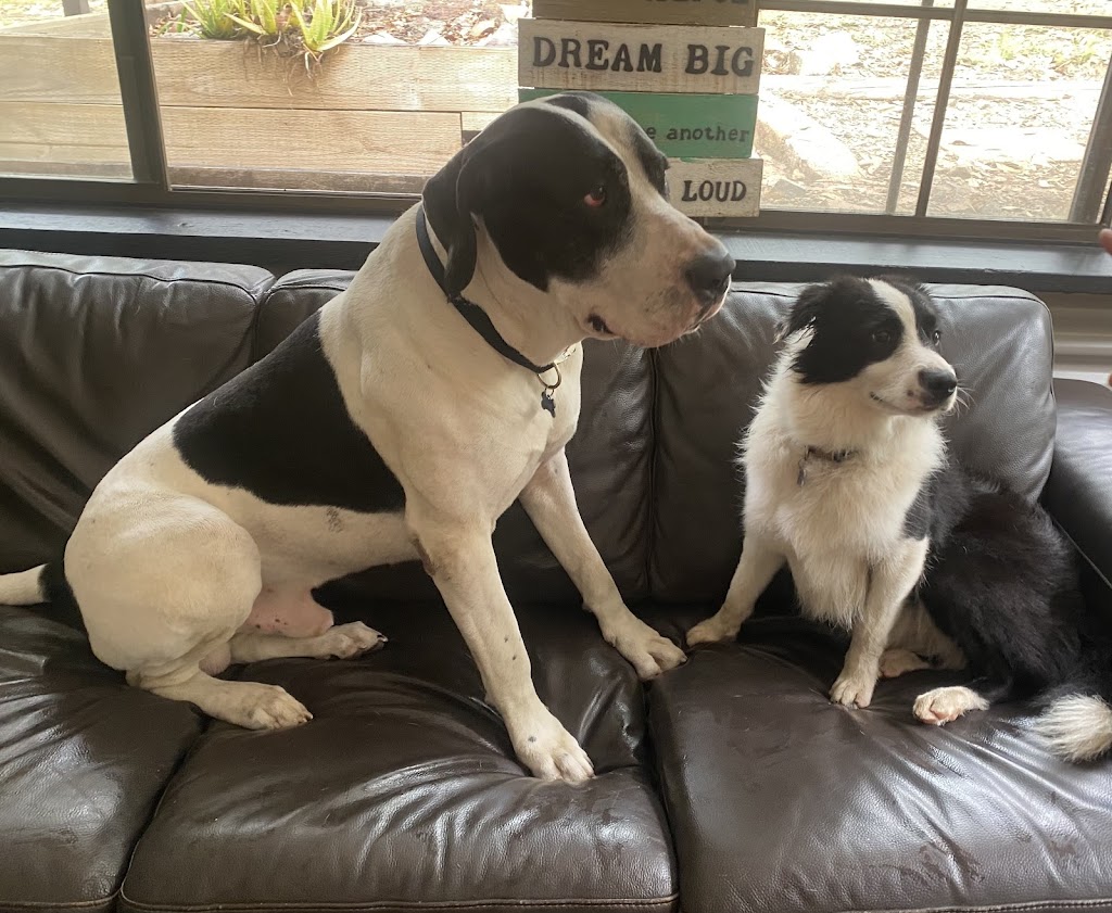 Camden Haven Dog Grooming | 23 Caringal Dr, Middle Brother NSW 2443, Australia | Phone: 0455 133 501