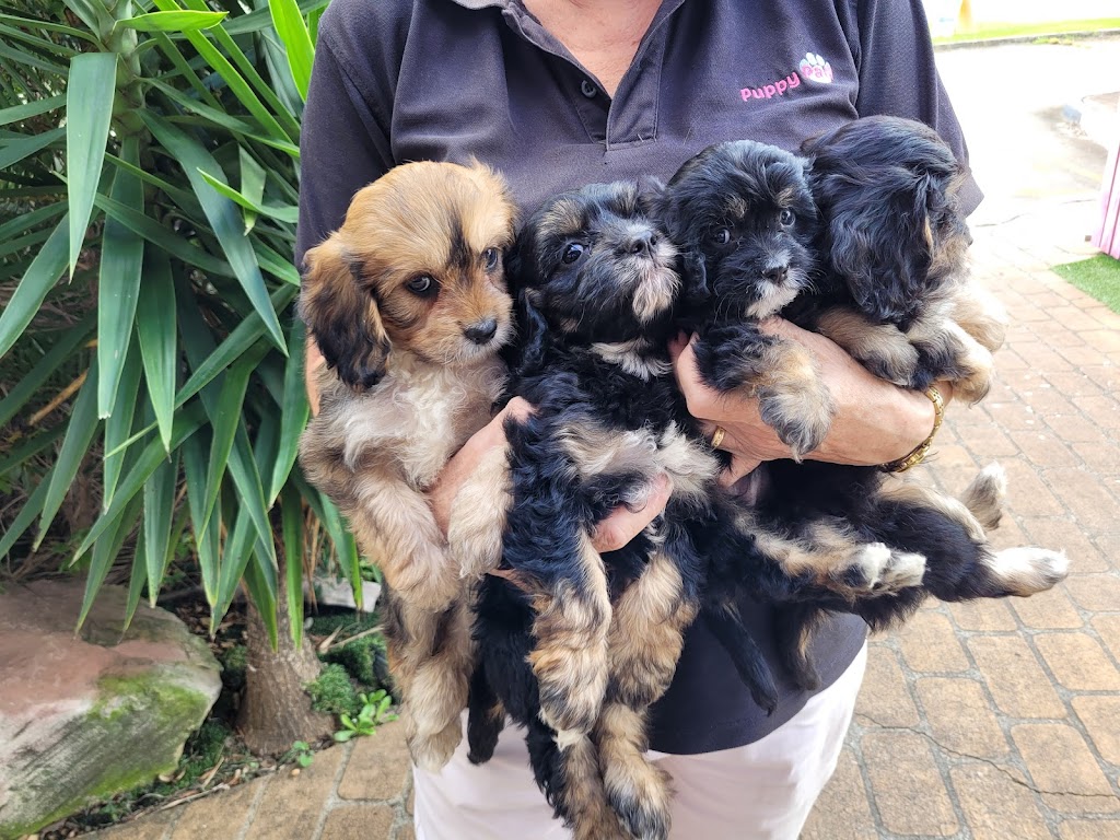 Puppies Brisbane |  | Smith Rd, Park Ridge South QLD 4125, Australia | 0407073244 OR +61 407 073 244