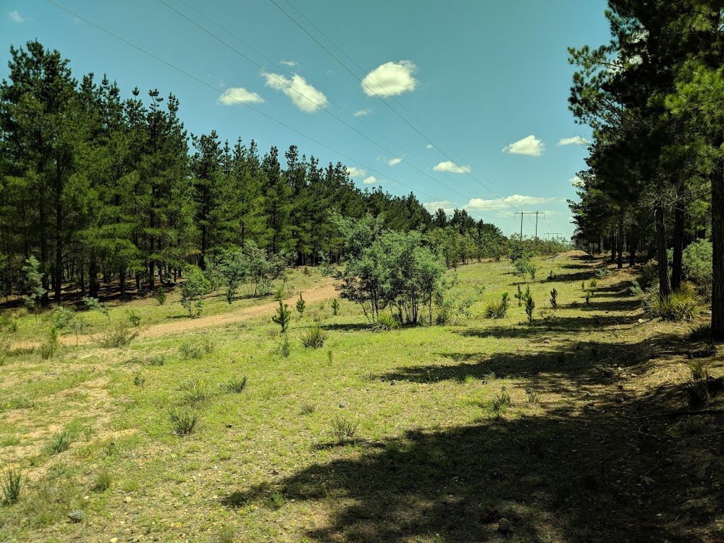 Kowen Pine Forest | Kowen ACT 2620, Australia