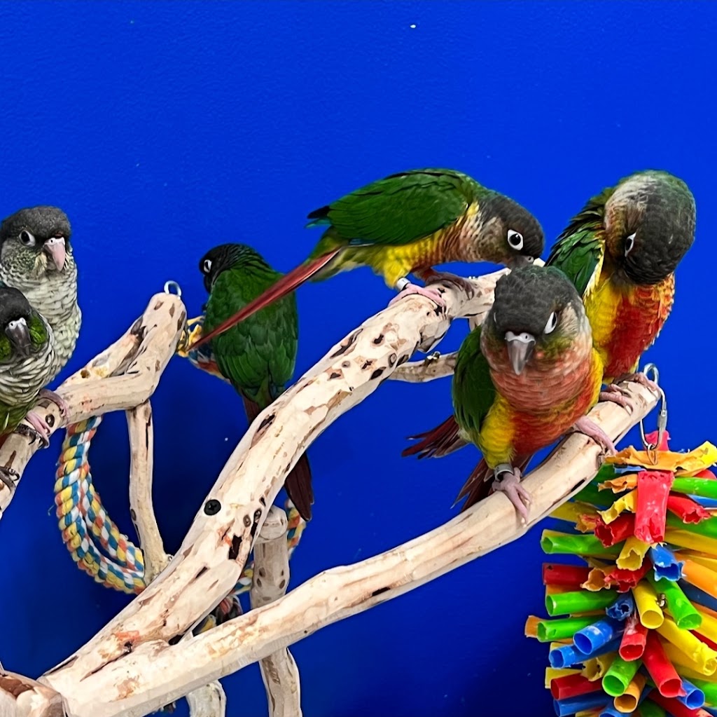 Shellyparrots | 1a Antwerp Ave, Edmondson Park NSW 2174, Australia | Phone: 0433 215 456