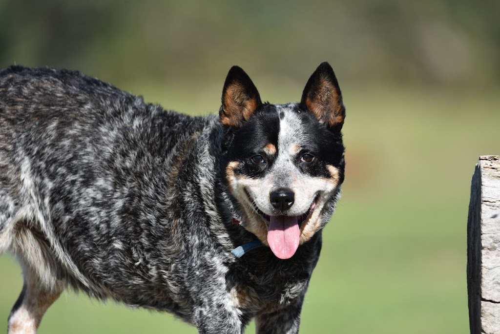 Deadwood Farm | Box 311 Robe 5276, Baxters Hill Rd, Mount Benson SA 5276, Australia | Phone: 0427 682 778