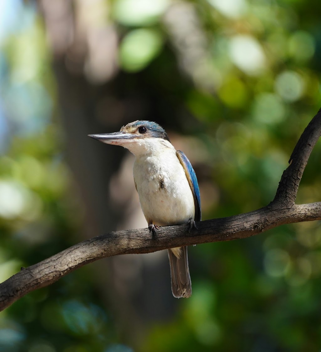 Woody Island Eco Tours | Western Australia 6450, Australia | Phone: 0484 327 580