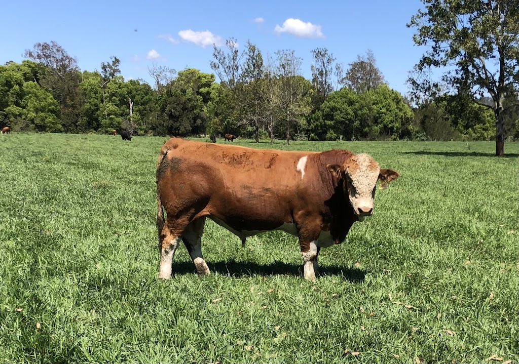 JARRAVALE Simmentals |  | 45 Green Pigeon Rd, Horseshoe Creek NSW 2474, Australia | 0427192903 OR +61 427 192 903