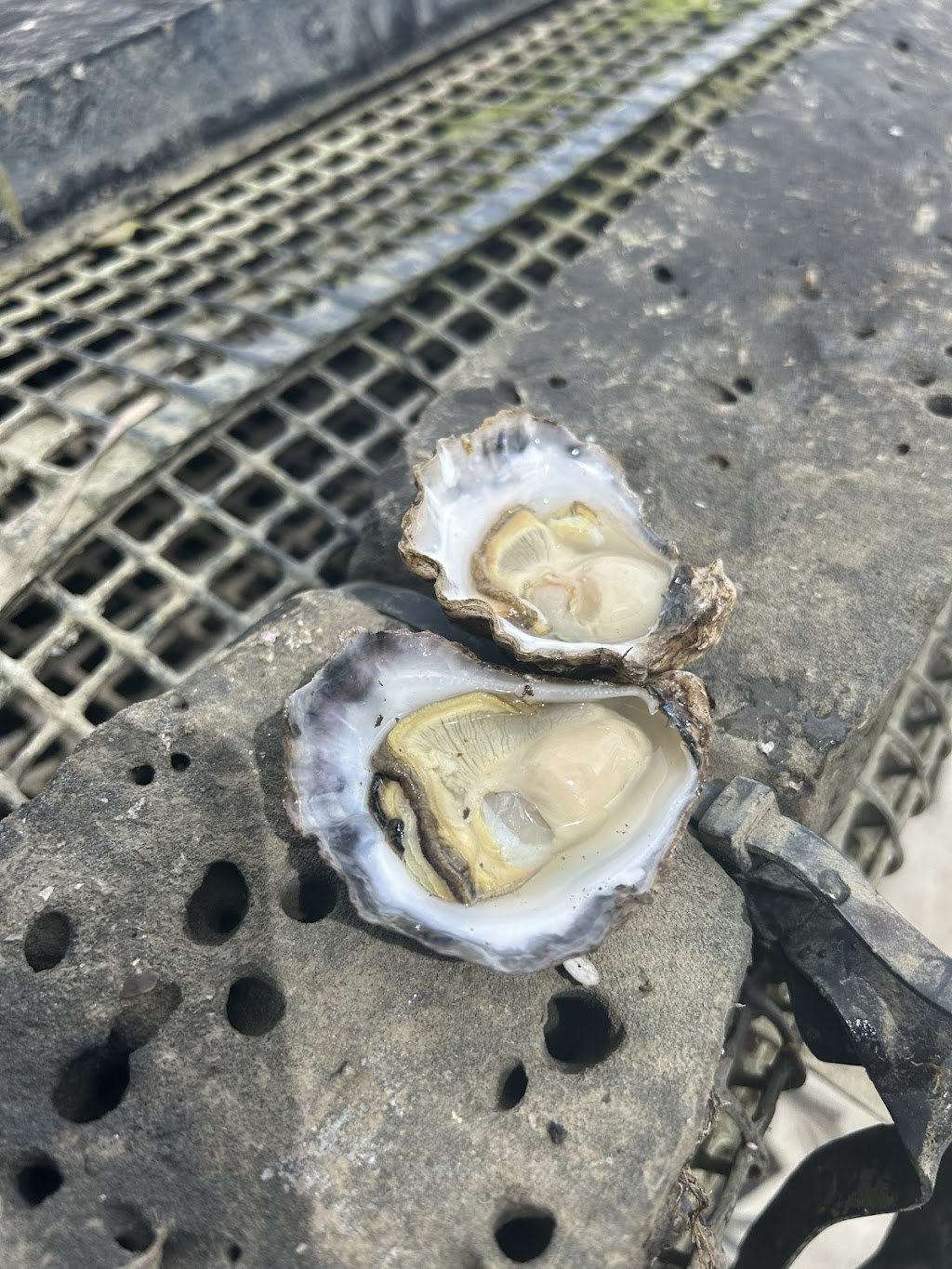 Tunstead Oysters | Sandfly Alley, Riverside NSW 2444, Australia | Phone: 0402 926 921