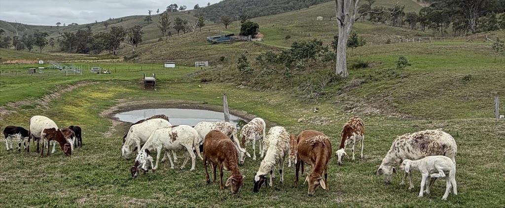 Hamilton Ridge Damara Stud | 327 Cranky Corner Rd N, Glendon Brook NSW 2330, Australia | Phone: 0433 166 457