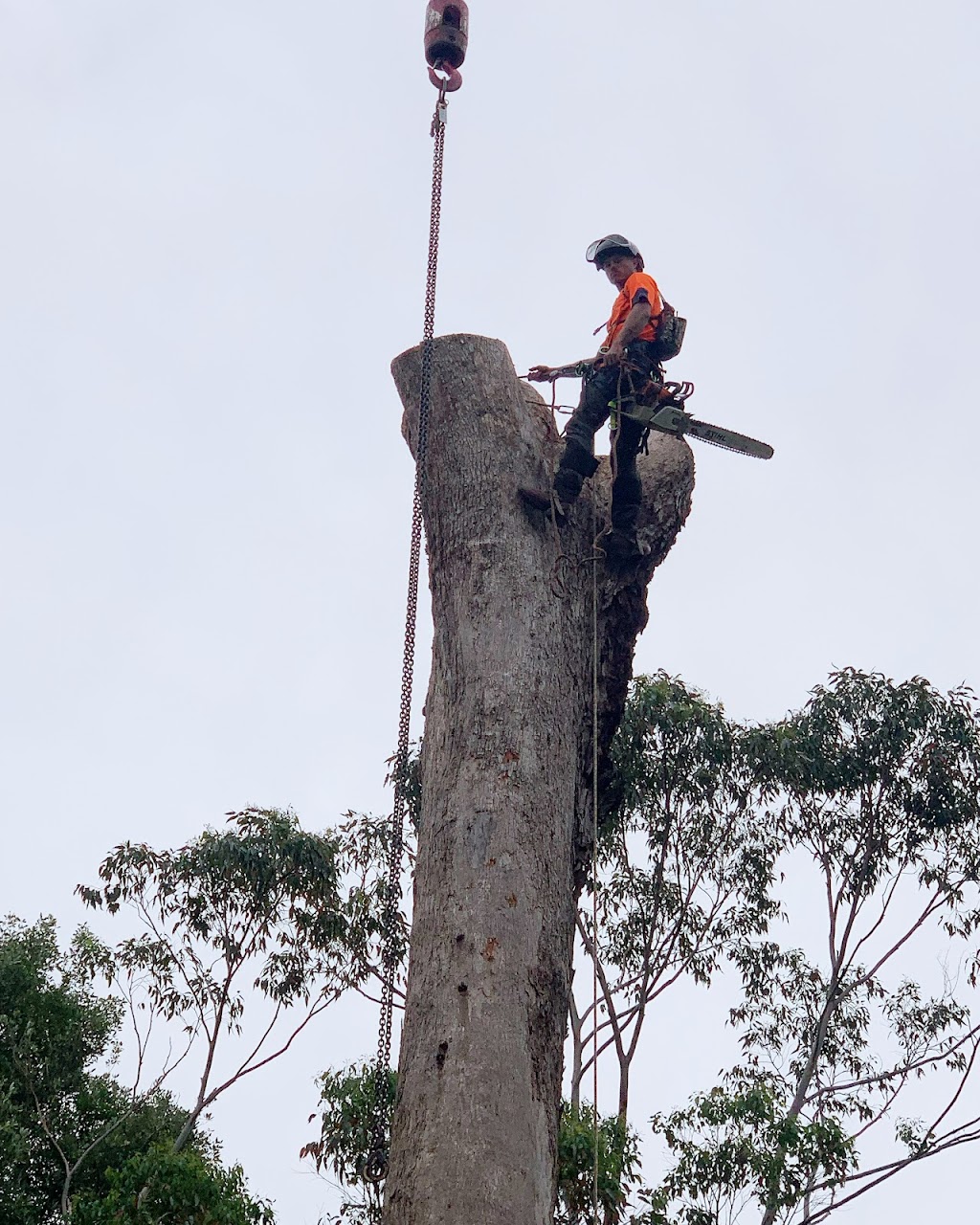 Tall Timbers Tree Solutions | 45 Leumeah Ave, Chain Valley Bay NSW 2259, Australia | Phone: 0424 712 292