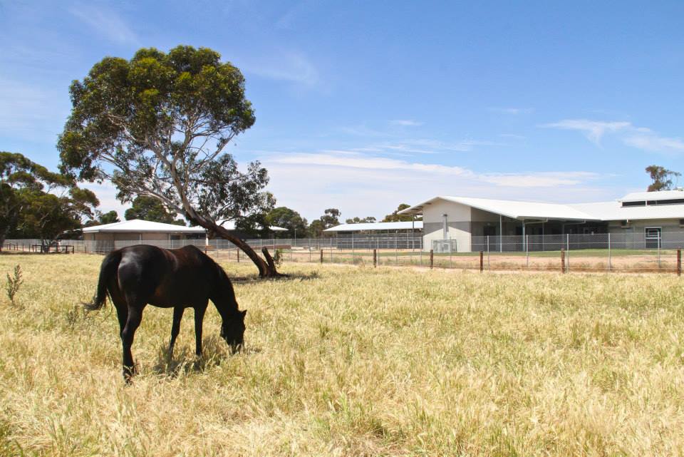 Equine Health and Performance Centre | Building E42 Roseworthy Campus University of Adelaide Mudla Wirra Road Roseworthy SA AU 5371, Mudla Wirra Rd, Wasleys SA 5400, Australia | Phone: (08) 8313 1999