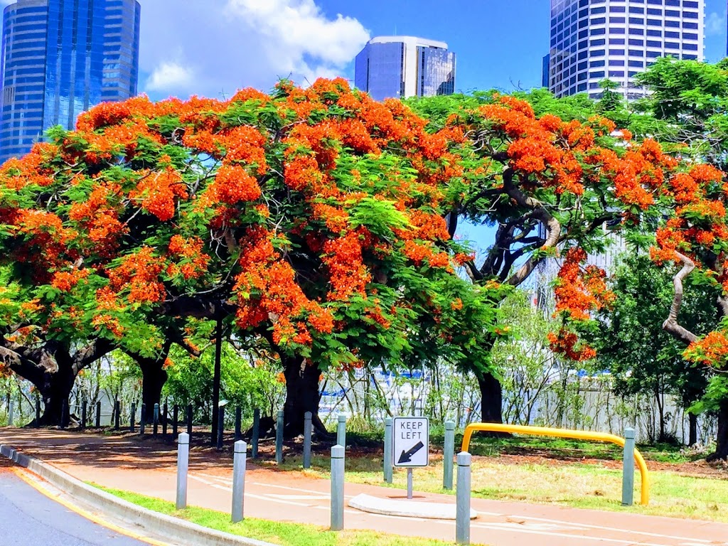 James Warner Park | park | 33 Annie St, Kangaroo Point QLD 4169, Australia