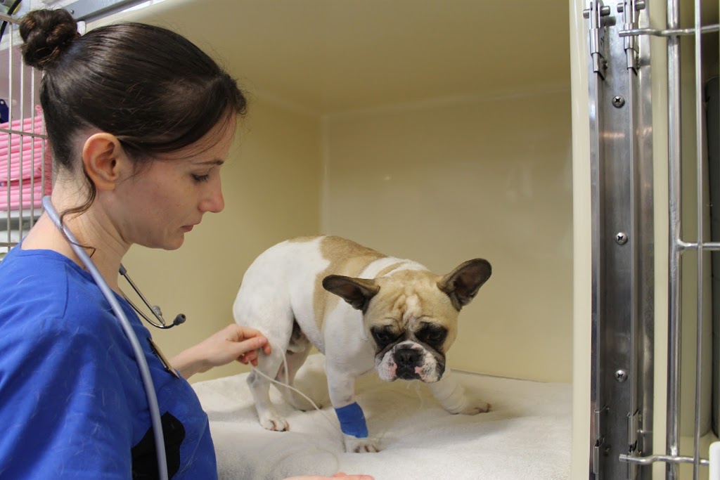 Animal Emergency Service | veterinary care | 104 Eastlake St, Carrara QLD 4211, Australia | 0755591599 OR +61 7 5559 1599