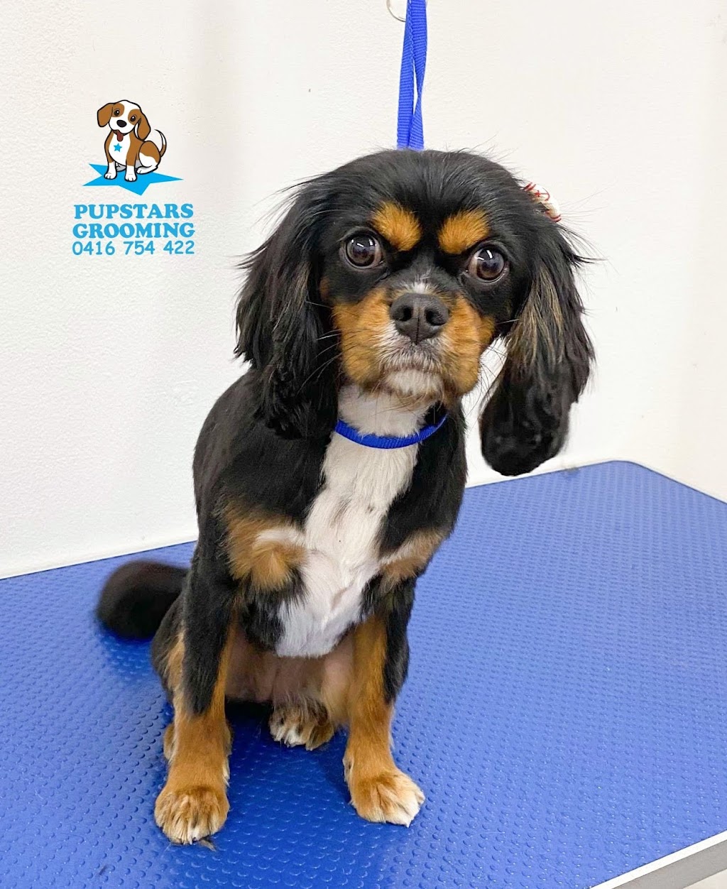 Pupstars grooming | 23/141-151 Allambie Rd, Allambie Heights NSW 2100, Australia | Phone: 0416 208 002