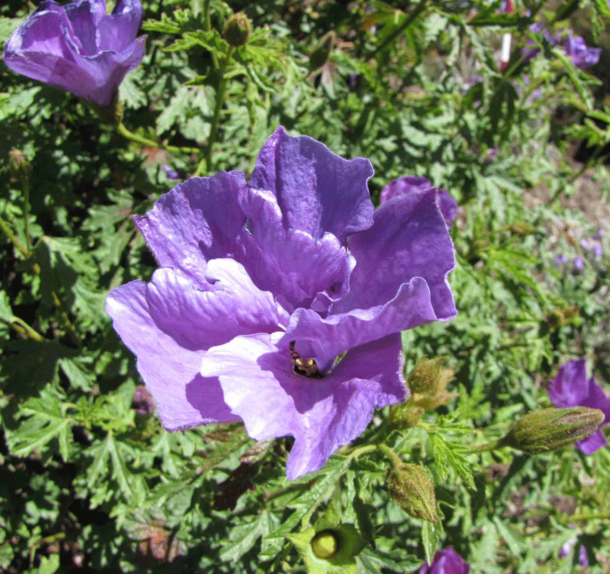 Sylvaterre Native Nursery | 1126 Sylvaterre-Timms Lake Rd, Sylvaterre VIC 3575, Australia | Phone: 0455 140 421