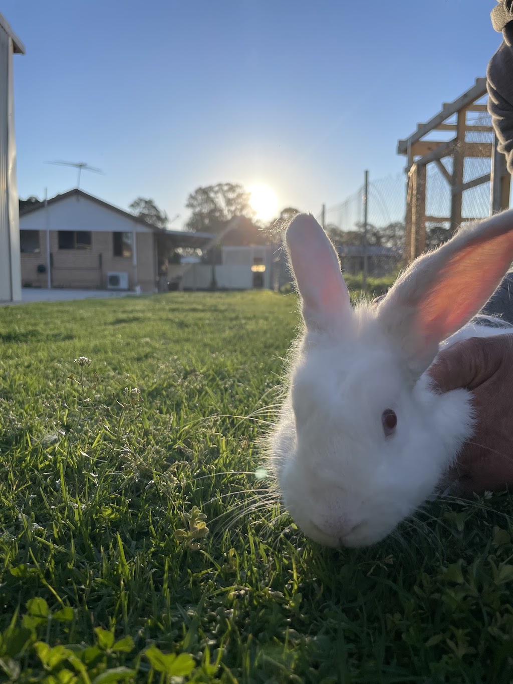 Little Farm Friends | 128 Floribunda Rd, Kemps Creek NSW 2178, Australia | Phone: 0450 505 607