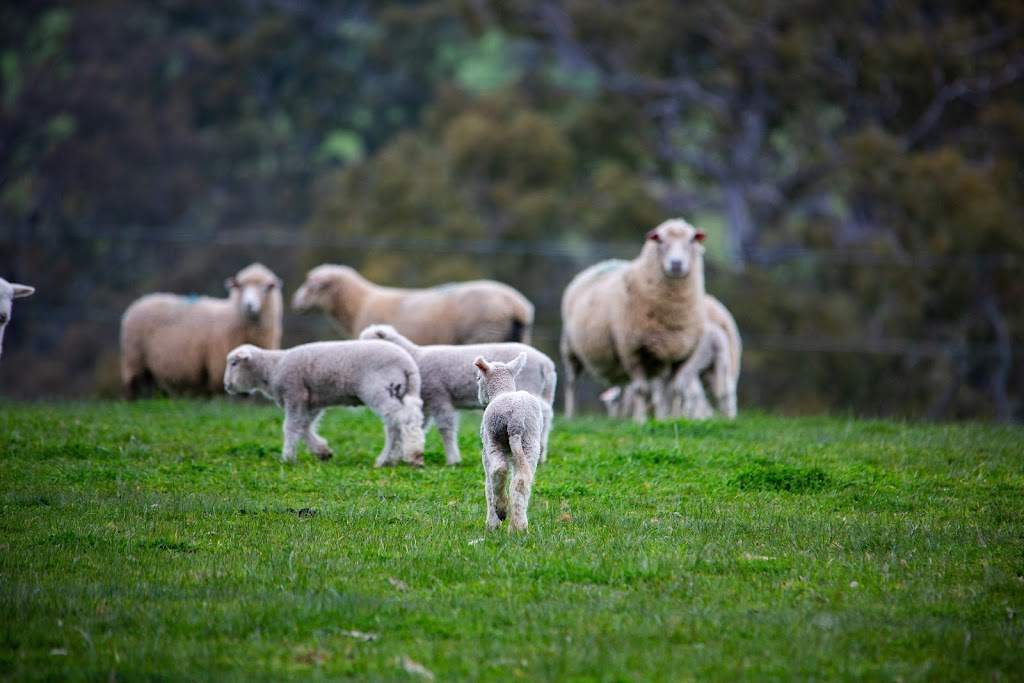 Precision Lambing | food | 160 Armidale Rd, Coojar VIC 3315, Australia | 0427797242 OR +61 427 797 242