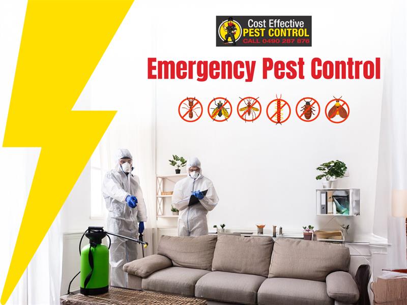 Cost Effective Pest Control | 117 Lake Entrance Rd, Barrack Heights NSW 2528, Australia | Phone: 0490 287 876