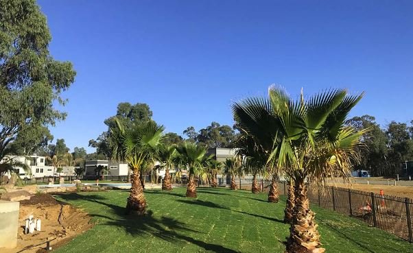 Palm Sale | Cannons Creek Rd, Cannons Creek VIC 3977, Australia | Phone: 0409 147 918