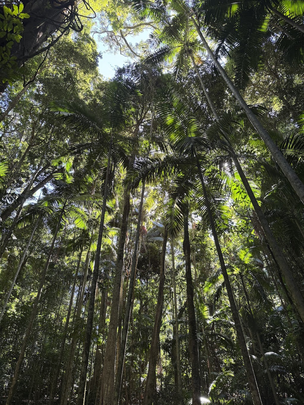 Brisbane Mountain Tours | Unit 1/1863 Mount Nebo Rd, Mount Nebo QLD 4520, Australia | Phone: 0487 986 877