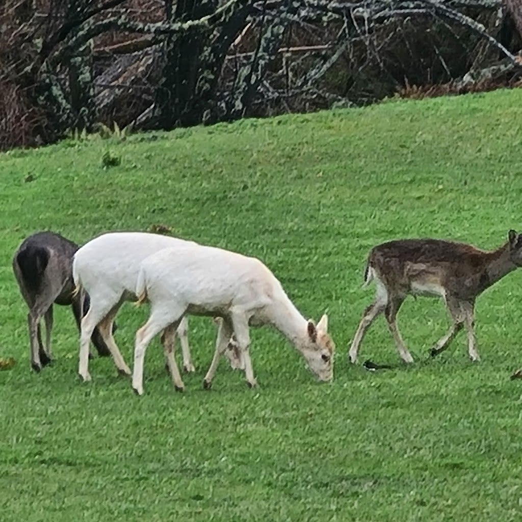 The Hammock Farm | 135 Delpretes Rd, Caringal VIC 3825, Australia | Phone: 0412 220 596