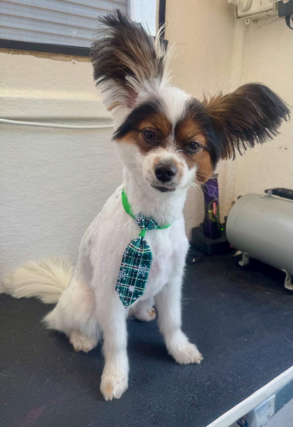 Perfect Paws Dog Spa - GV | 16 McFarlane Rd, Mooroopna VIC 3629, Australia | Phone: 0407 871 900