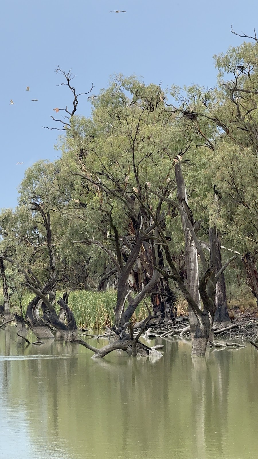 Gayini Conservation Area | 2748 Nap Nap Road, Maude NSW 2711, Australia | Phone: (02) 6993 2243
