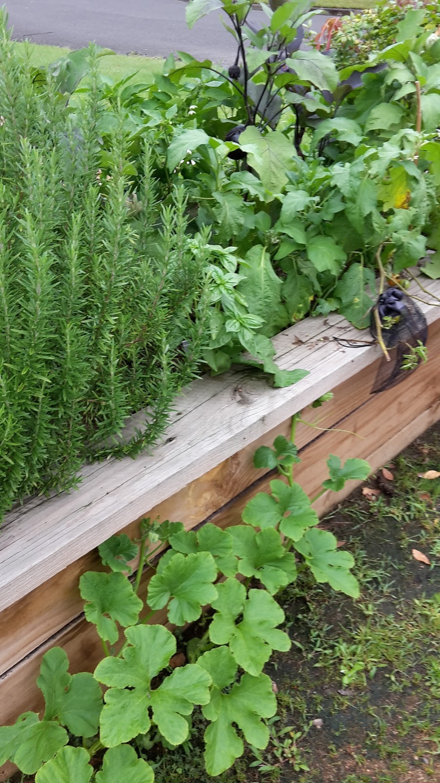 Baringa Bush Community Garden Seaforth | park | opposite, 61 Baranbali Ave, Seaforth NSW 2092, Australia