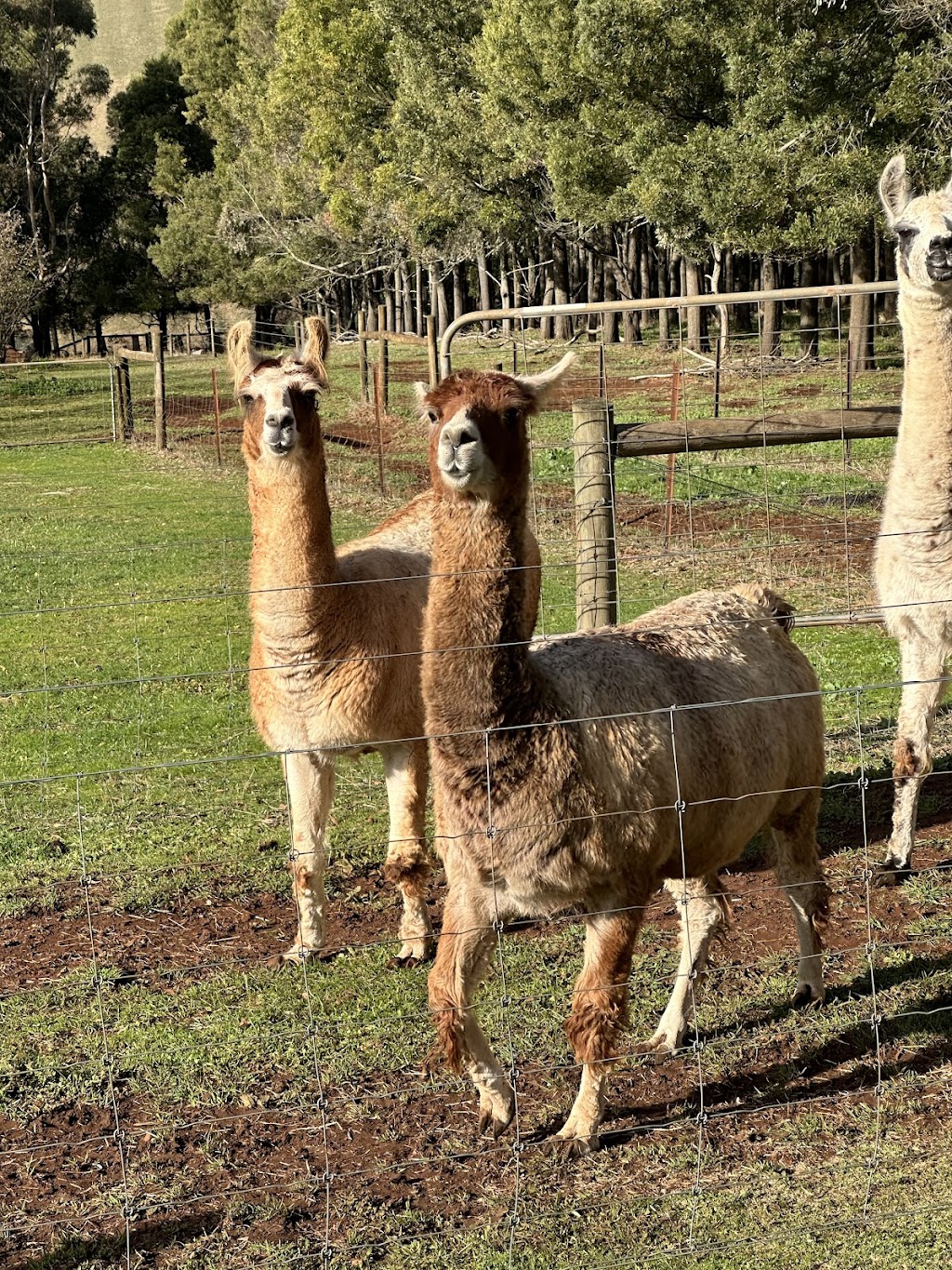 Burnarlook Llamas and Hazelnuts | 195 Mountain Rd, Gembrook VIC 3783, Australia | Phone: 0400 578 306