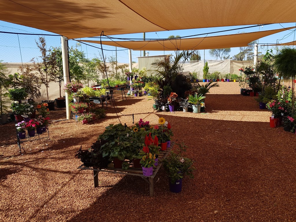 Myola Cafe Nursery | campground | 26889 Wogarl W Rd, Bruce Rock WA 6418, Australia | 0890611833 OR +61 8 9061 1833