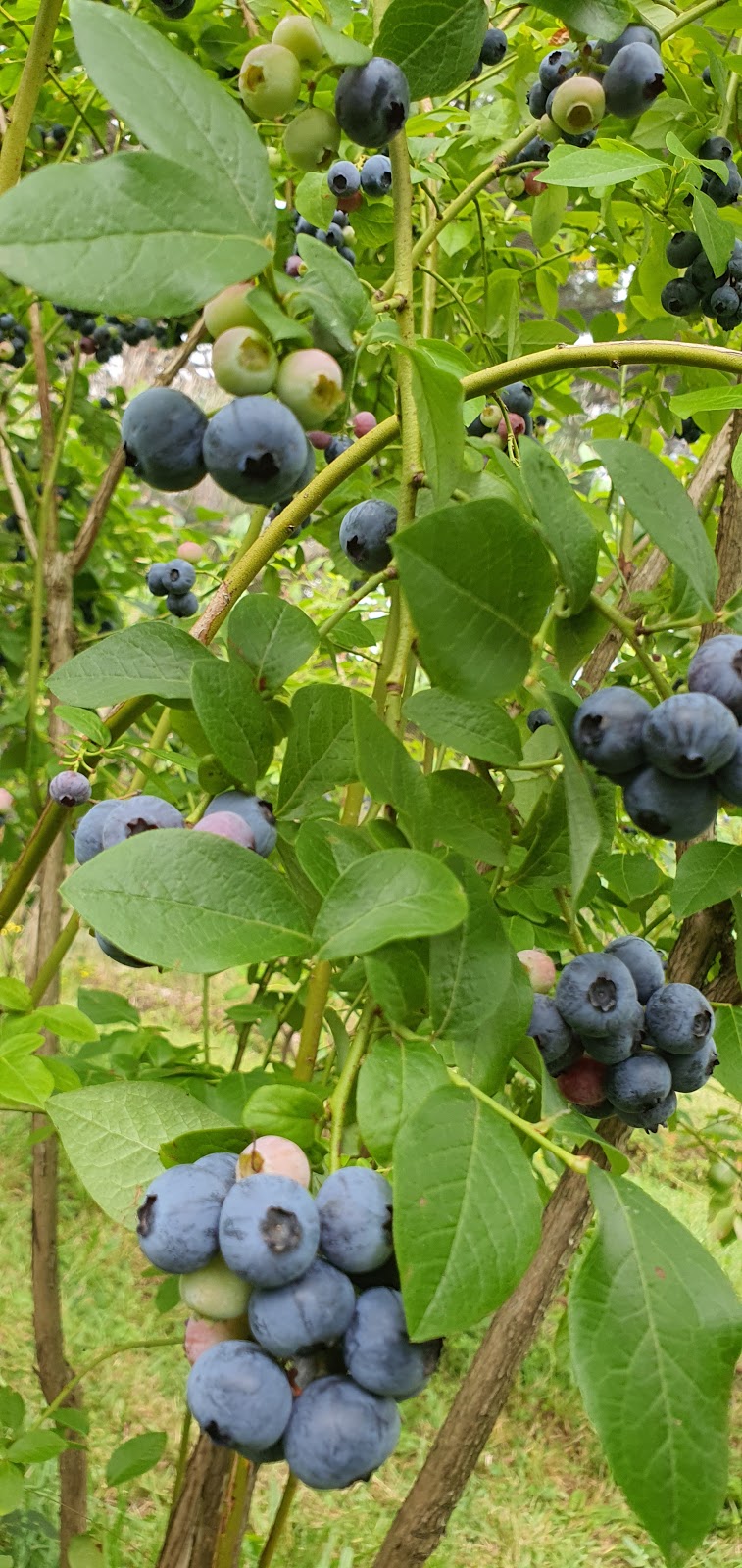 Folly Farm Blueberry Growers | 192 Falls Rd, Olinda VIC 3788, Australia | Phone: (03) 9751 2184