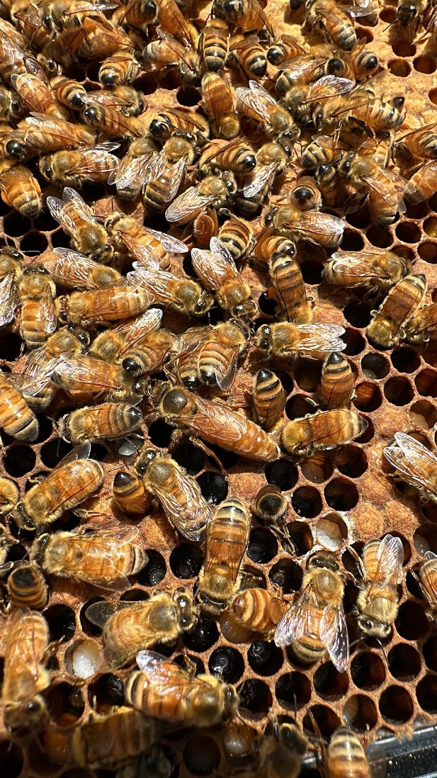 Brisbane Valley Apiaries | Esk Hampton Rd, Esk QLD 4312, Australia | Phone: 0407 882 608