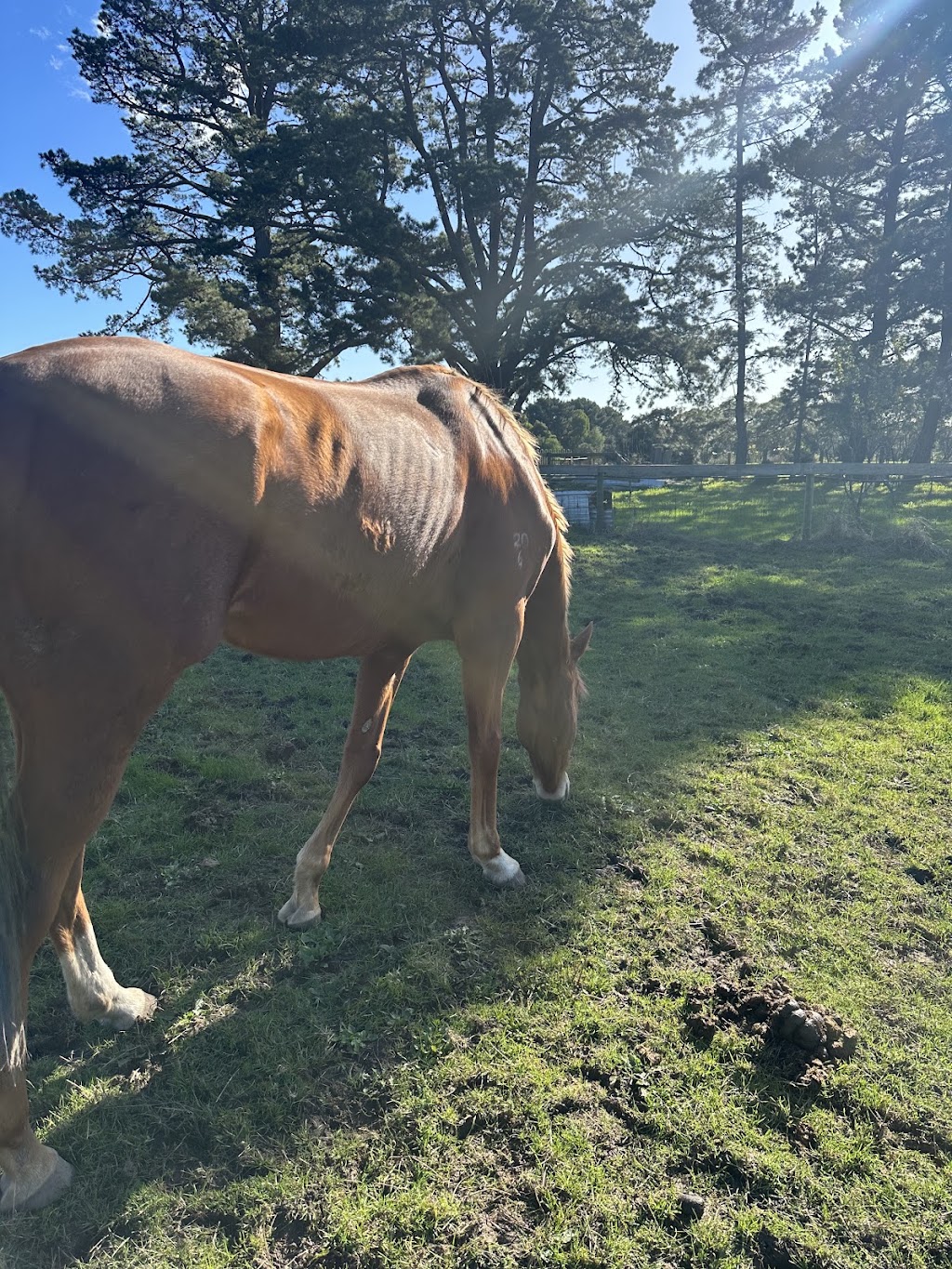 ME Animal Assisted Wellness | 214 Eramosa Rd W, Moorooduc VIC 3933, Australia | Phone: 0416 122 946