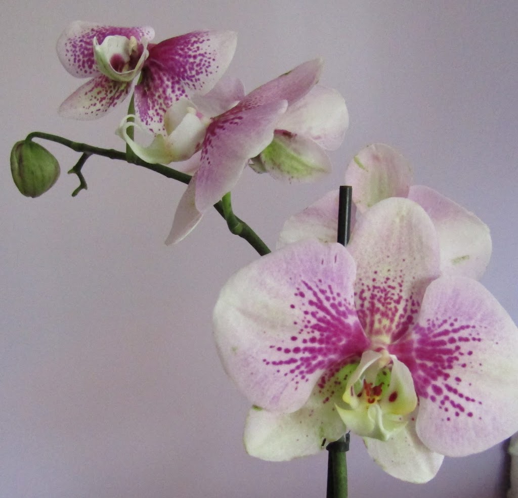 Sacred Earth Healings | Malcolms Rd, Pampoolah NSW 2430, Australia | Phone: 0493 961 398