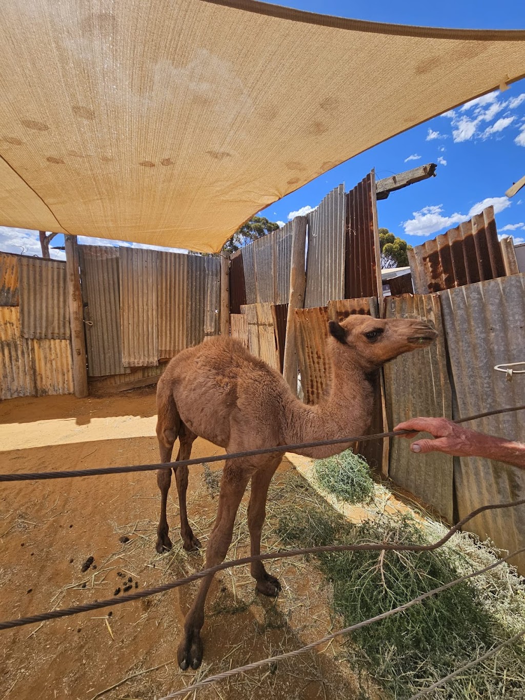 Coolgardie Camel Farm | 24RG+WP, Coolgardie WA 6429, Australia | Phone: (08) 9026 6159