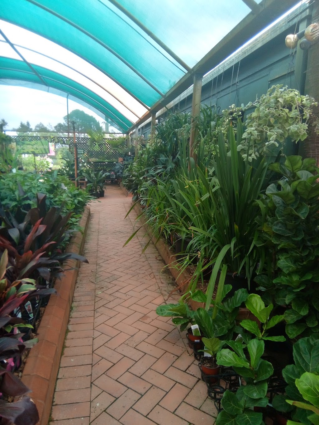 Timbara Mentz Production Nursery | 115 Boundary Rd, Thornlands QLD 4164, Australia | Phone: (07) 3206 2299